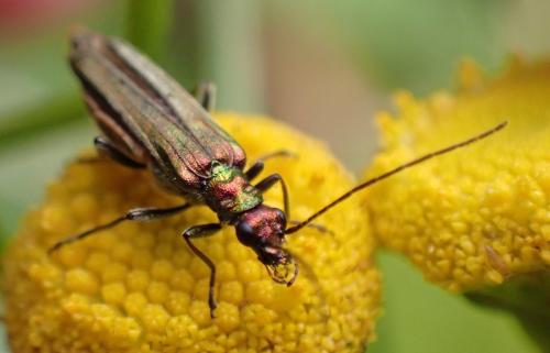 Réf. 329 442 : Oedemera nobilis